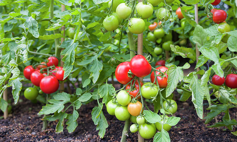 Cà chua là đồ ăn giảm cân được ưa chuộng