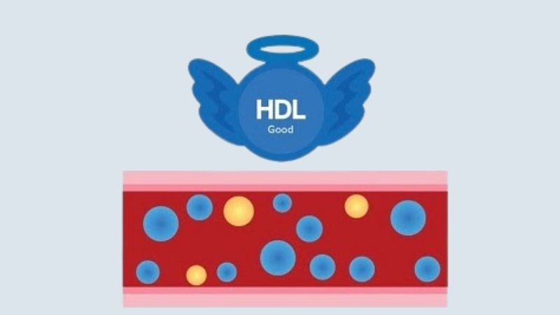 HDL cholesterol là gì