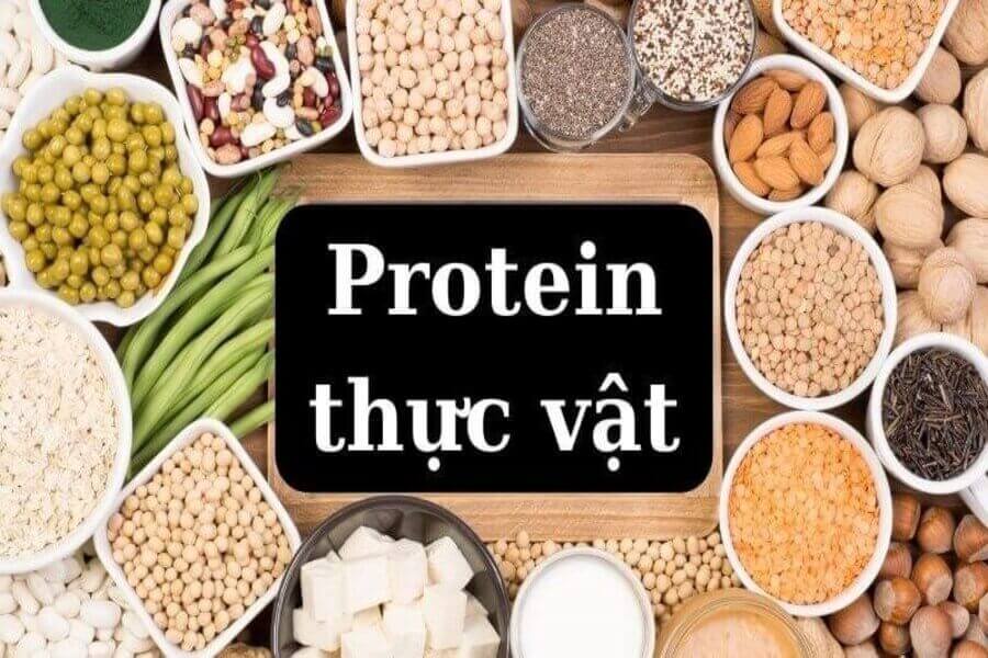 bột Protein thực vật