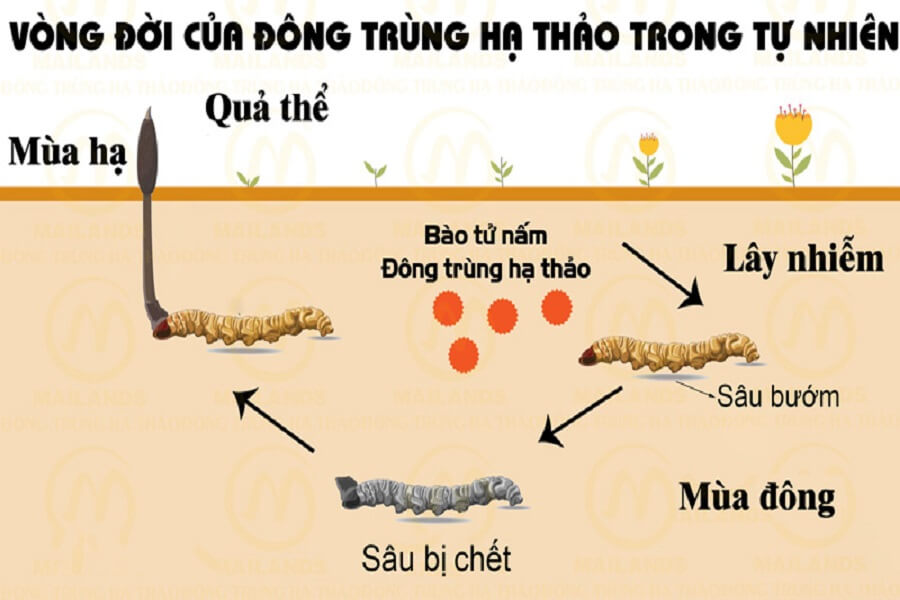 đông trùng hạ thảo có tác dụng gì