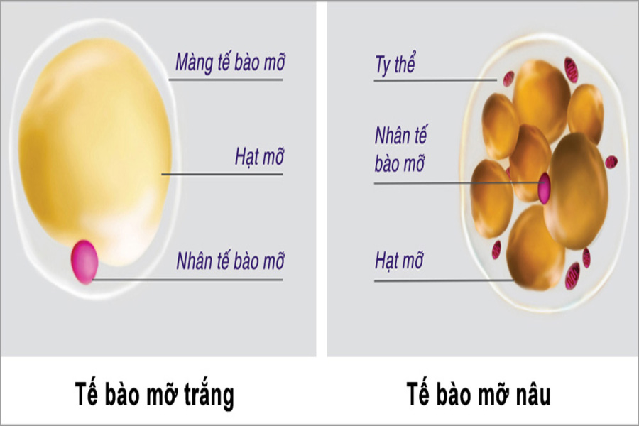 chức năng chính của mỡ là