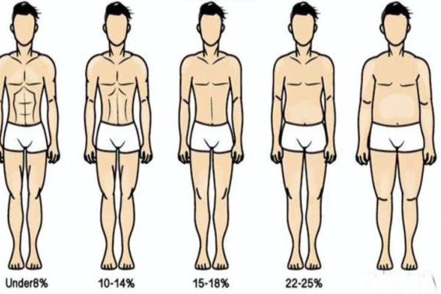 chức năng chính của mỡ là