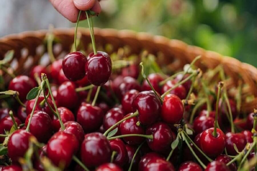 cherry bao nhiêu calo