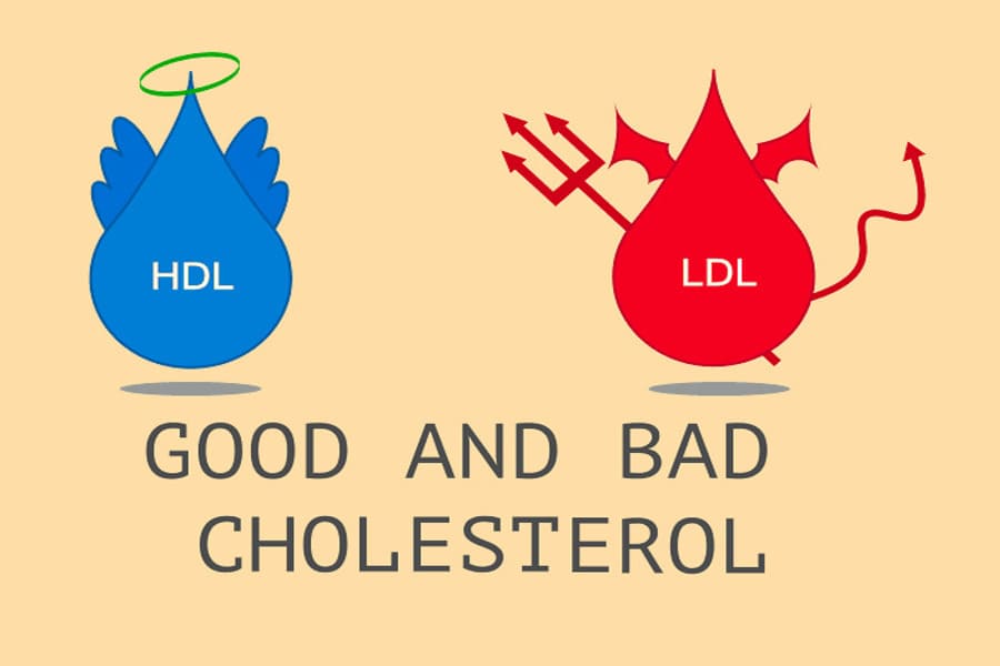 hdl và ldl là gì