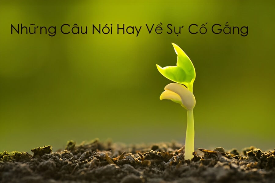 stt hay về cuộc sống