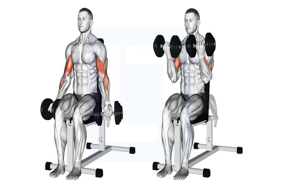 các bài tập tay trước với tạ đơn