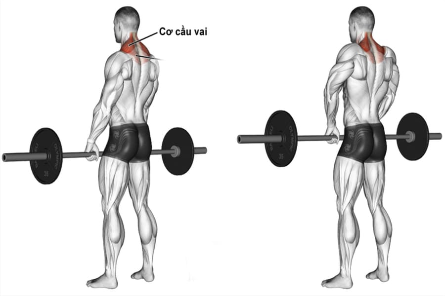 lịch tập gym cho người mới nam