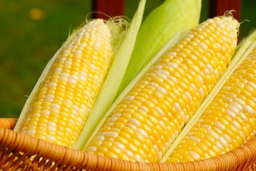 ăn bắp có giảm cân không