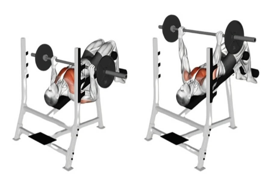 Bench press là gì