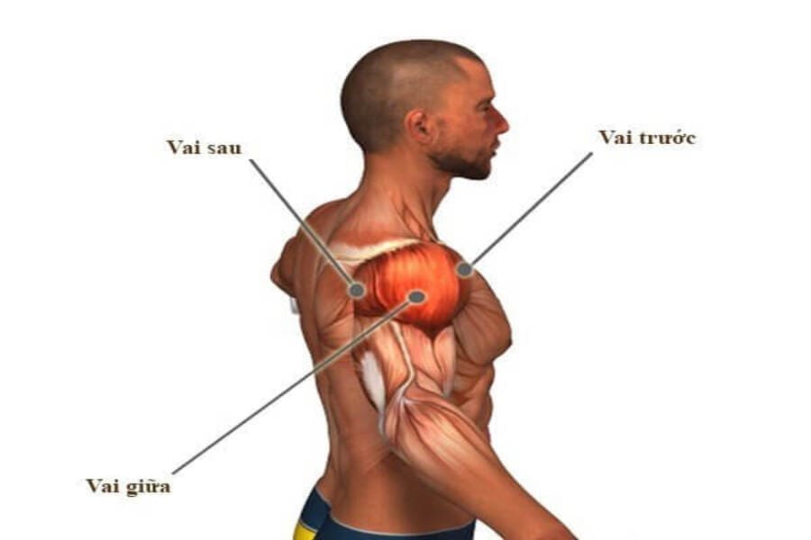 các bài tập vai nữ