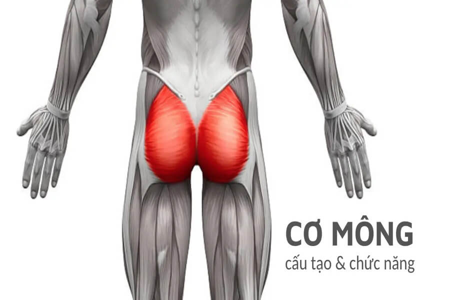 bài tập gym mông to