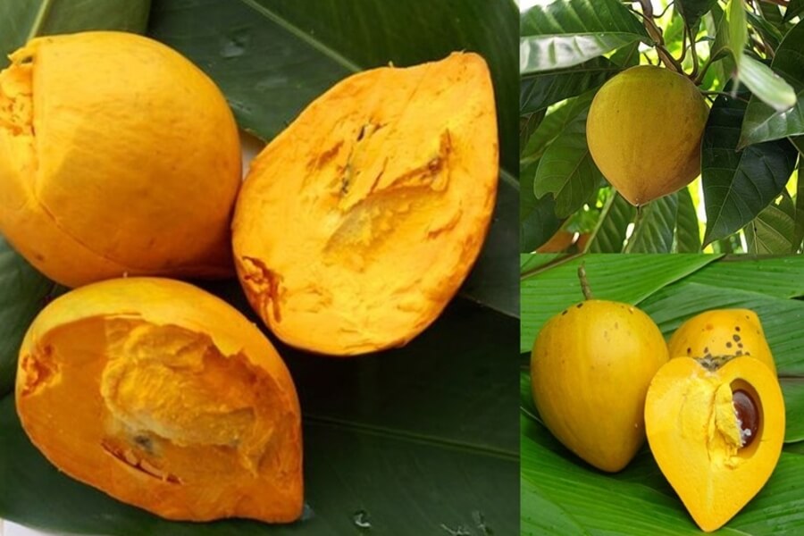 calo quả lê ki ma