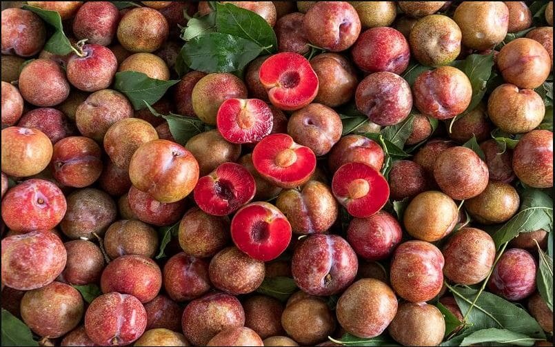 calo mận hậu
