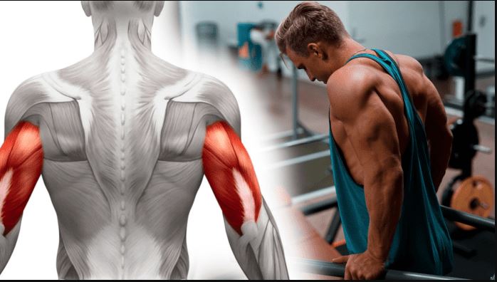 arm trong gym là gì