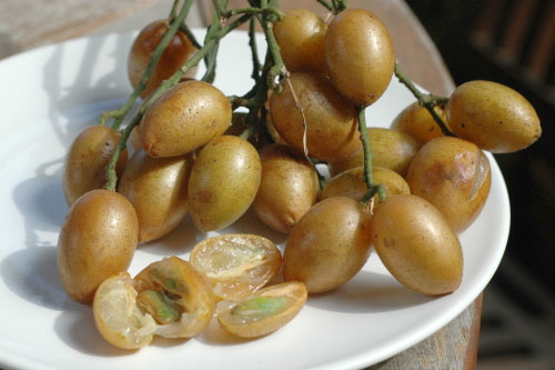 calo quất hồng bì
