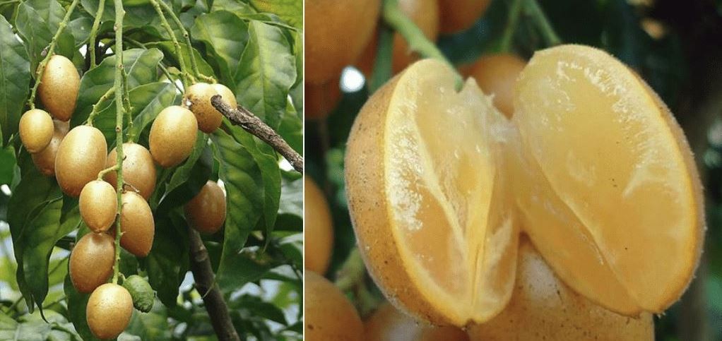 calo quất hồng bì