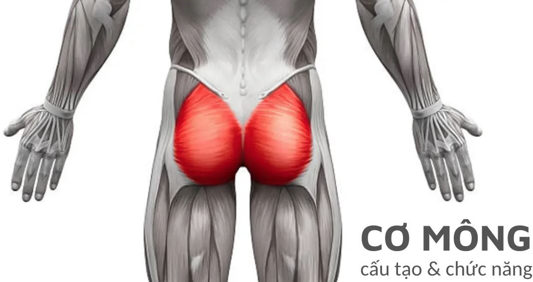 bài tập cho mông