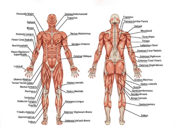 các cơ trên cơ thể