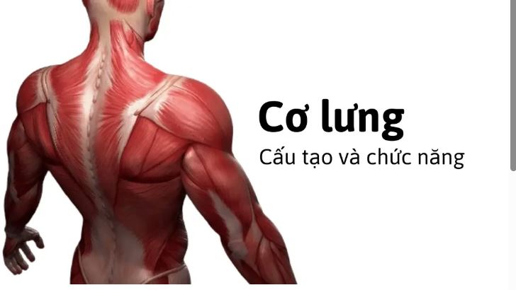 Các nhóm cơ lưng