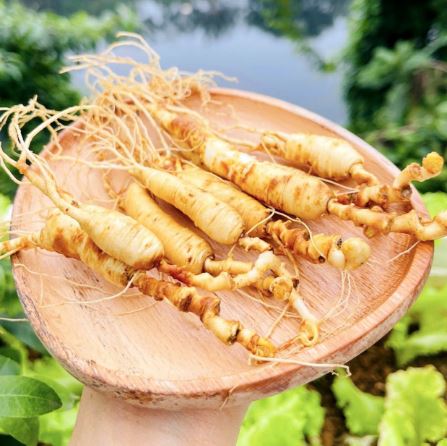 thuốc bắc tăng cân cho người gầy