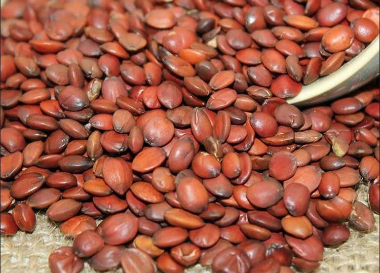 thuốc bắc tăng cân cho người gầy