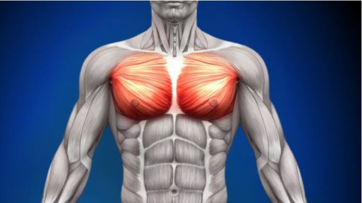 các nhóm cơ lớn